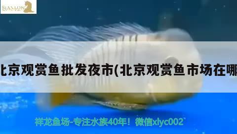 北京觀賞魚批發(fā)夜市(北京觀賞魚市場在哪)