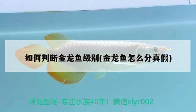 如何判斷金龍魚級(jí)別(金龍魚怎么分真假) 杰西卡恐龍魚