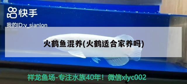 火鶴魚混養(yǎng)(火鶴適合家養(yǎng)嗎) 觀賞魚