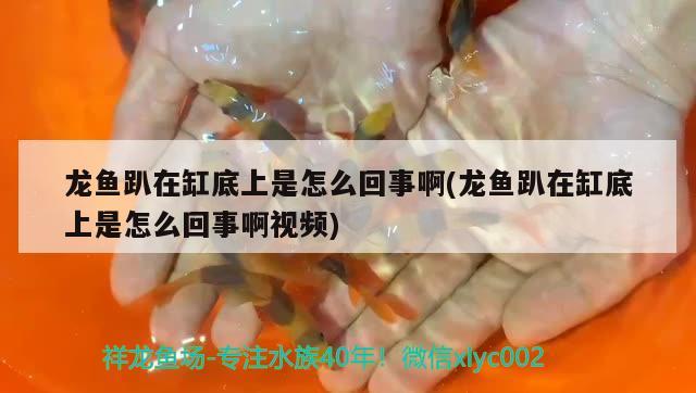 龍魚趴在缸底上是怎么回事啊(龍魚趴在缸底上是怎么回事啊視頻)