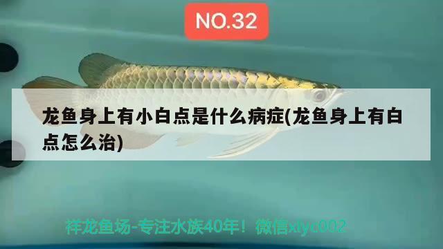 龍魚(yú)身上有小白點(diǎn)是什么病癥(龍魚(yú)身上有白點(diǎn)怎么治)