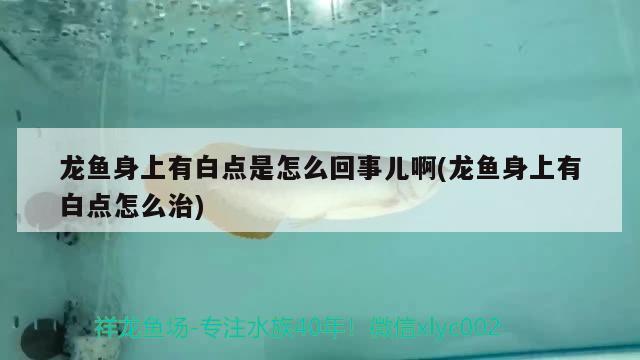 龍魚(yú)身上有白點(diǎn)是怎么回事兒啊(龍魚(yú)身上有白點(diǎn)怎么治) 海水魚(yú)（海水魚(yú)批發(fā)）