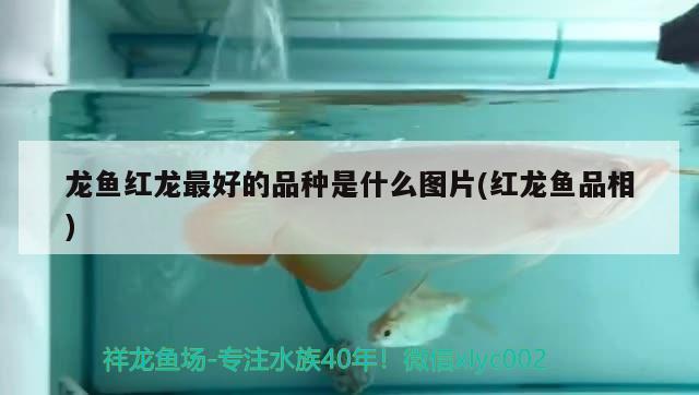 龍魚紅龍最好的品種是什么圖片(紅龍魚品相) 大嘴鯨魚