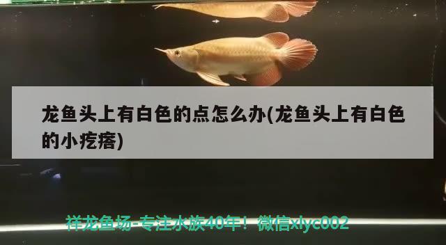 龍魚頭上有白色的點怎么辦(龍魚頭上有白色的小疙瘩)