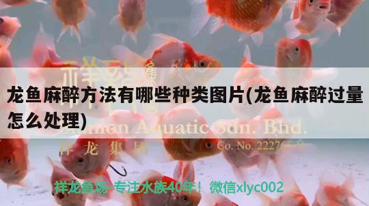 龍魚麻醉方法有哪些種類圖片(龍魚麻醉過量怎么處理) 龍魚麻藥（祥龍Nika）