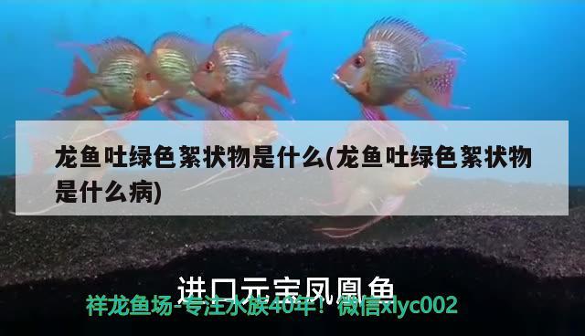 龍魚吐綠色絮狀物是什么(龍魚吐綠色絮狀物是什么病)