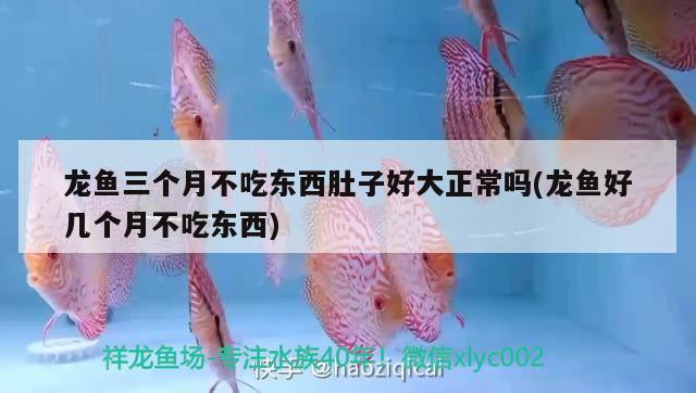 龍魚三個月不吃東西肚子好大正常嗎(龍魚好幾個月不吃東西) 金頭過背金龍魚