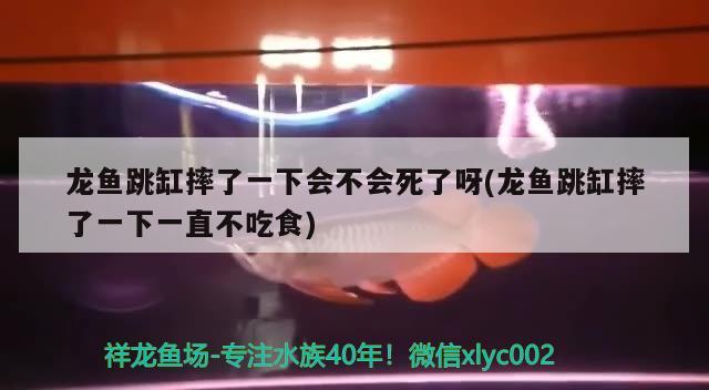 龍魚跳缸摔了一下會不會死了呀(龍魚跳缸摔了一下一直不吃食)