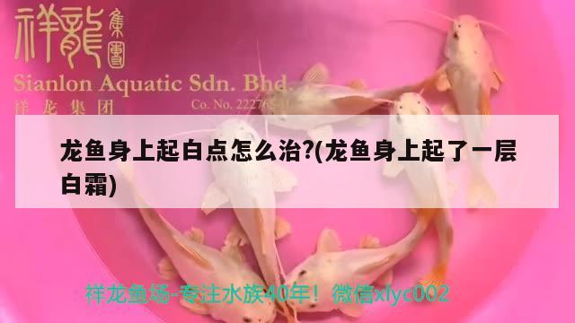 龍魚身上起白點(diǎn)怎么治?(龍魚身上起了一層白霜)