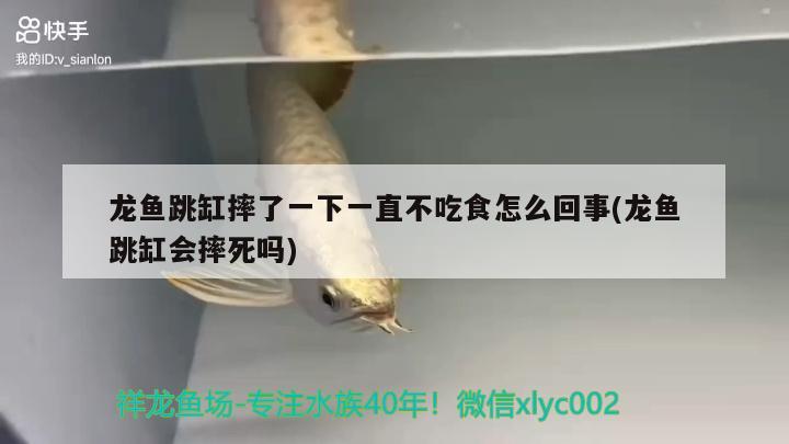 龍魚跳缸摔了一下一直不吃食怎么回事(龍魚跳缸會(huì)摔死嗎)