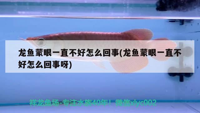 龍魚蒙眼一直不好怎么回事(龍魚蒙眼一直不好怎么回事呀)