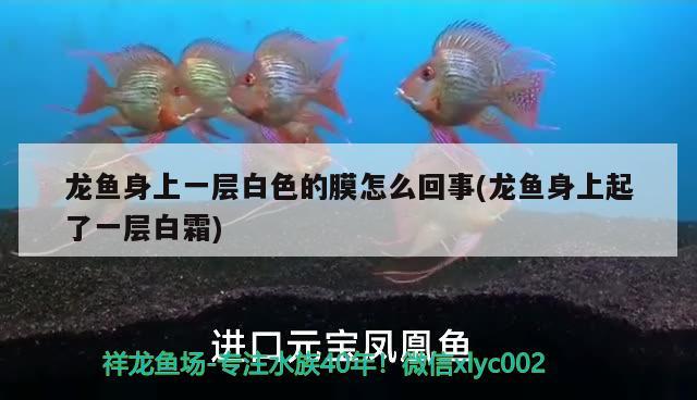 龍魚身上一層白色的膜怎么回事(龍魚身上起了一層白霜) 白化火箭魚