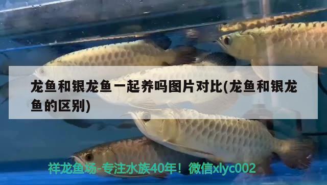 龍魚(yú)和銀龍魚(yú)一起養(yǎng)嗎圖片對(duì)比(龍魚(yú)和銀龍魚(yú)的區(qū)別)