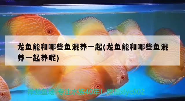 龍魚能和哪些魚混養(yǎng)一起(龍魚能和哪些魚混養(yǎng)一起養(yǎng)呢) 蝴蝶鯉魚苗