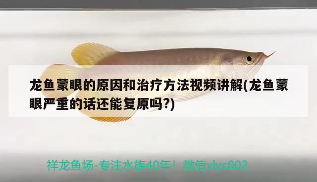 龍魚(yú)蒙眼的原因和治療方法視頻講解(龍魚(yú)蒙眼嚴(yán)重的話(huà)還能復(fù)原嗎?) 狗仔（招財(cái)貓)魚(yú)苗