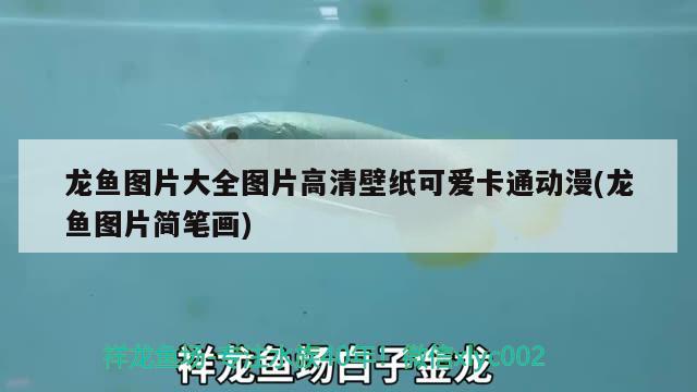 龍魚圖片大全圖片高清壁紙可愛卡通動漫(龍魚圖片簡筆畫) 綠皮皇冠豹魚