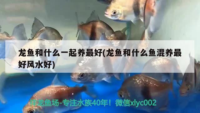 龍魚和什么一起養(yǎng)最好(龍魚和什么魚混養(yǎng)最好風(fēng)水好)