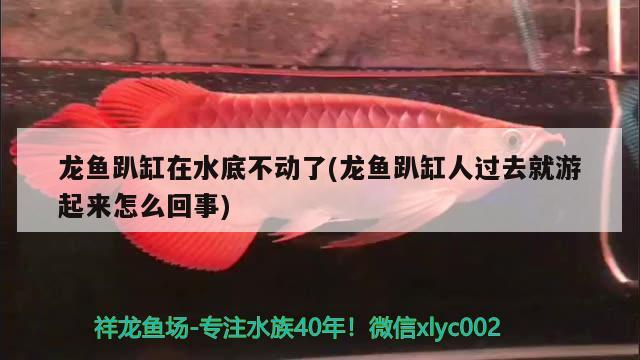 龍魚趴缸在水底不動(dòng)了(龍魚趴缸人過去就游起來怎么回事) 生態(tài)瓶/創(chuàng)意缸/桌面微景缸