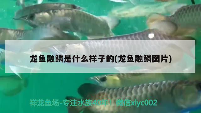 龍魚融鱗是什么樣子的(龍魚融鱗圖片)