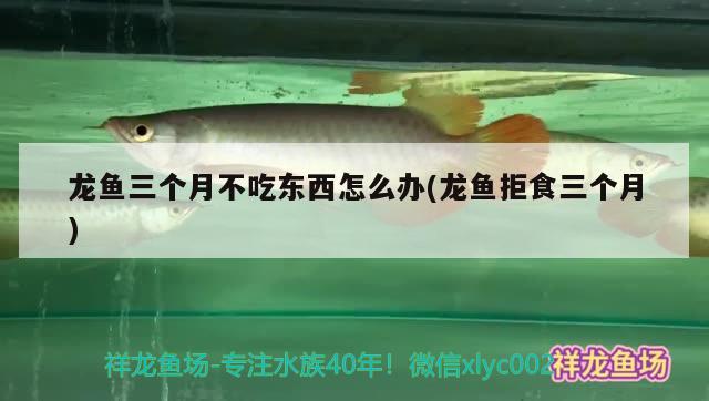 龍魚三個(gè)月不吃東西怎么辦(龍魚拒食三個(gè)月) 殺菌消毒設(shè)備