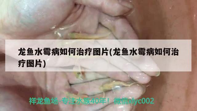 龍魚水霉病如何治療圖片(龍魚水霉病如何治療圖片)