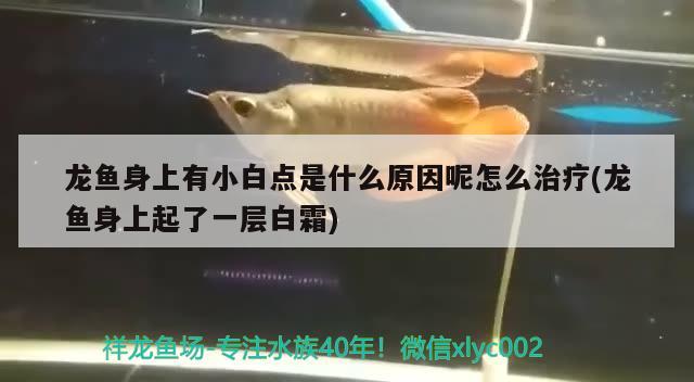 龍魚身上有小白點(diǎn)是什么原因呢怎么治療(龍魚身上起了一層白霜)