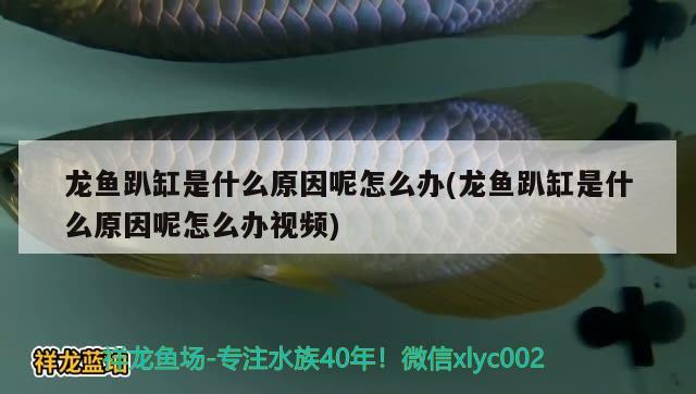 龍魚趴缸是什么原因呢怎么辦(龍魚趴缸是什么原因呢怎么辦視頻)