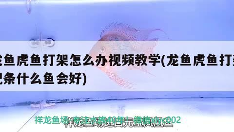 龍魚虎魚打架怎么辦視頻教學(xué)(龍魚虎魚打架配條什么魚會(huì)好) 虎魚百科