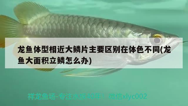 龍魚體型相近大鱗片主要區(qū)別在體色不同(龍魚大面積立鱗怎么辦)