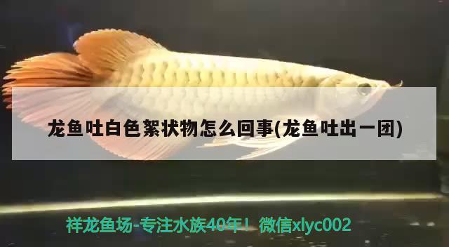 龍魚吐白色絮狀物怎么回事(龍魚吐出一團)