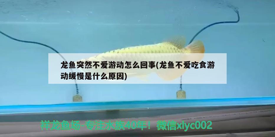 龍魚突然不愛游動(dòng)怎么回事(龍魚不愛吃食游動(dòng)緩慢是什么原因) 金龍魚糧