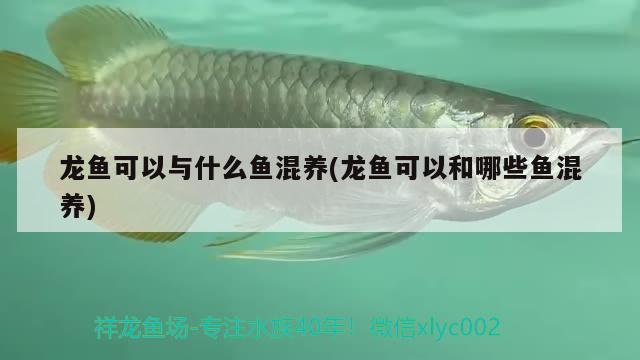 龍魚可以與什么魚混養(yǎng)(龍魚可以和哪些魚混養(yǎng)) 喂食器