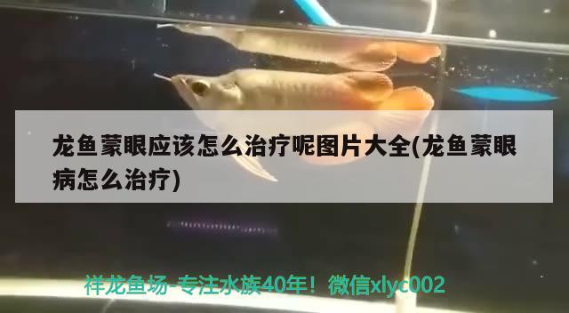 龍魚蒙眼應該怎么治療呢圖片大全(龍魚蒙眼病怎么治療) 巨骨舌魚