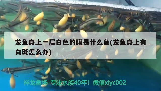 龍魚身上一層白色的膜是什么魚(龍魚身上有白斑怎么辦)