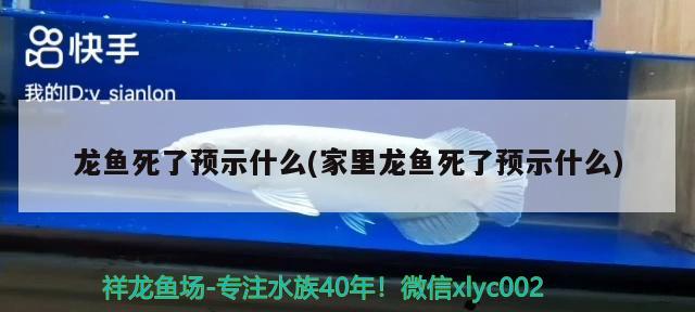 龍魚(yú)死了預(yù)示什么(家里龍魚(yú)死了預(yù)示什么) 豹紋夫魚(yú)苗