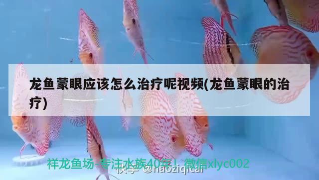 龍魚(yú)蒙眼應(yīng)該怎么治療呢視頻(龍魚(yú)蒙眼的治療) 銀龍魚(yú)苗