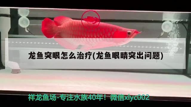 龍魚突眼怎么治療(龍魚眼睛突出問題) 七彩神仙魚