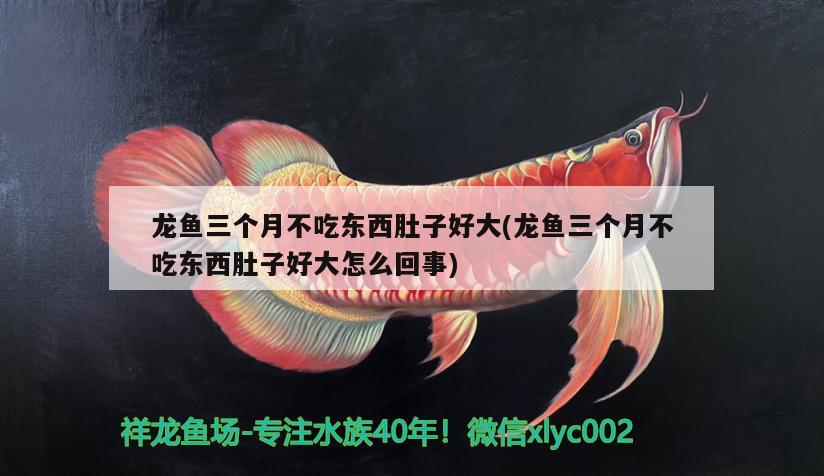 龍魚(yú)三個(gè)月不吃東西肚子好大(龍魚(yú)三個(gè)月不吃東西肚子好大怎么回事)