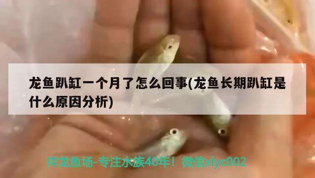 龍魚(yú)趴缸一個(gè)月了怎么回事(龍魚(yú)長(zhǎng)期趴缸是什么原因分析) 藍(lán)底過(guò)背金龍魚(yú) 第2張