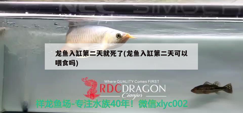 龍魚入缸第二天就死了(龍魚入缸第二天可以喂食嗎) 祥龍赫舞紅龍魚