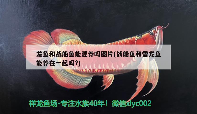 龍魚和戰(zhàn)船魚能混養(yǎng)嗎圖片(戰(zhàn)船魚和雷龍魚能養(yǎng)在一起嗎?)