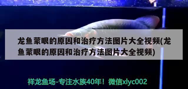 龍魚蒙眼的原因和治療方法圖片大全視頻(龍魚蒙眼的原因和治療方法圖片大全視頻) 祥龍藍珀金龍魚