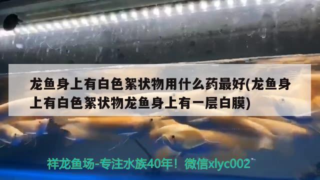 龍魚身上有白色絮狀物用什么藥最好(龍魚身上有白色絮狀物龍魚身上有一層白膜) 圖騰金龍魚