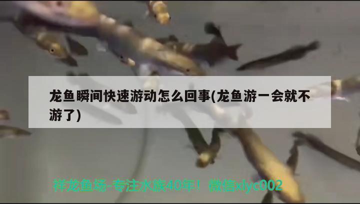 龍魚瞬間快速游動(dòng)怎么回事(龍魚游一會(huì)就不游了) 肥料