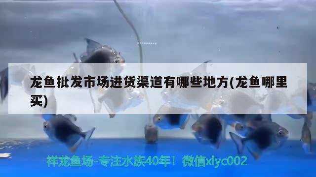 龍魚批發(fā)市場進(jìn)貨渠道有哪些地方(龍魚哪里買) 龍魚批發(fā)