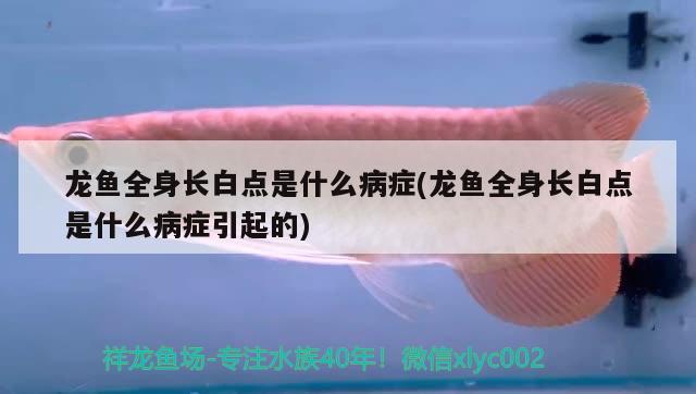 龍魚全身長(zhǎng)白點(diǎn)是什么病癥(龍魚全身長(zhǎng)白點(diǎn)是什么病癥引起的)