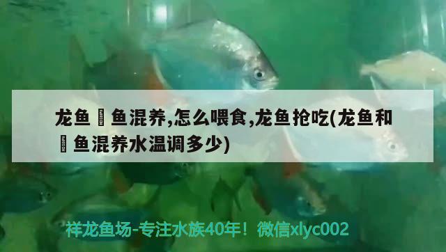 龍魚魟魚混養(yǎng),怎么喂食,龍魚搶吃(龍魚和魟魚混養(yǎng)水溫調(diào)多少)