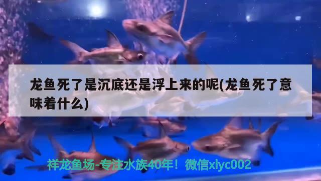 龍魚死了是沉底還是浮上來的呢(龍魚死了意味著什么) 圖騰金龍魚