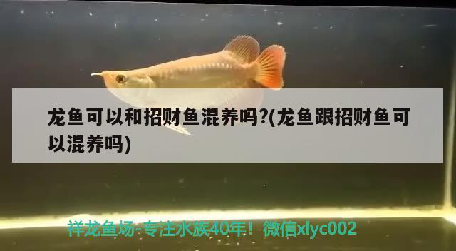 龍魚可以和招財魚混養(yǎng)嗎?(龍魚跟招財魚可以混養(yǎng)嗎) 黑影道人魚