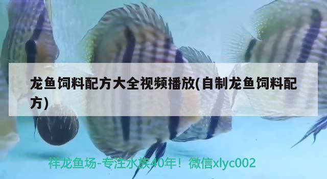 龍魚飼料配方大全視頻播放(自制龍魚飼料配方) 皇冠黑白魟魚